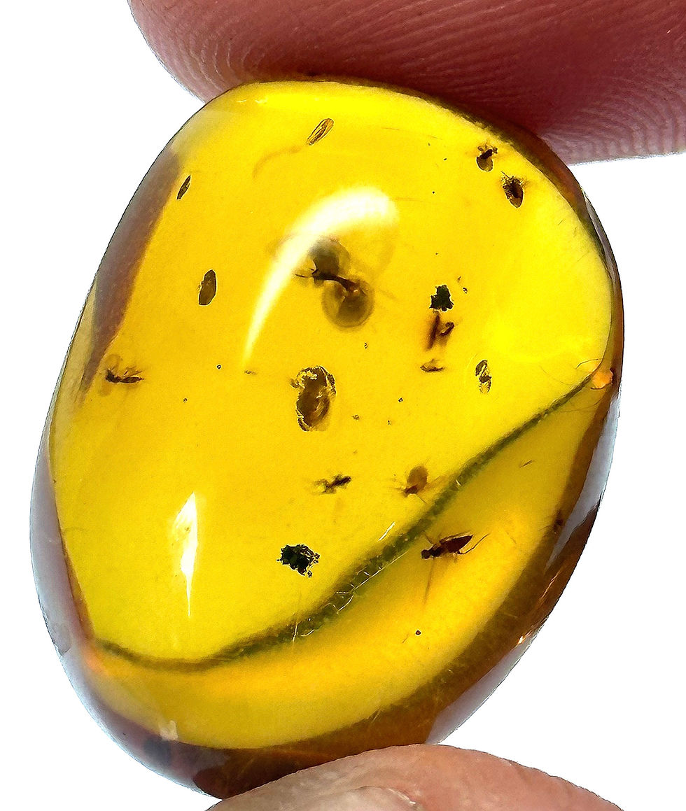 Thumbnail: Amber with insects #697 • Dominican Amber with mosquito swarm inclusion