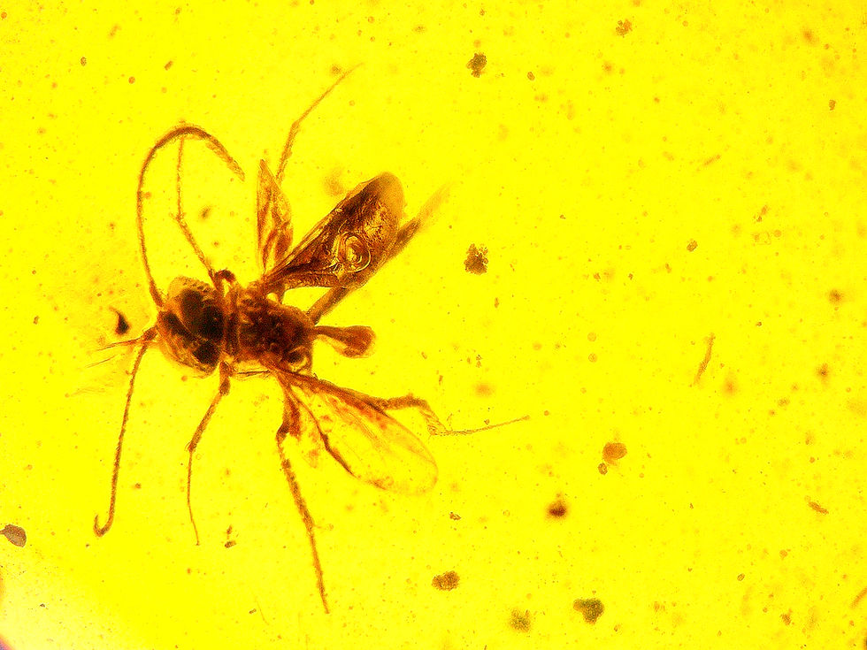 Burmese amber with fly inclusion under a microscope