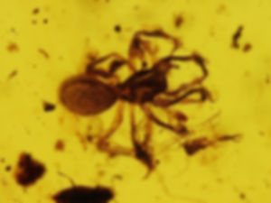 Burmese amber with spider under microscope