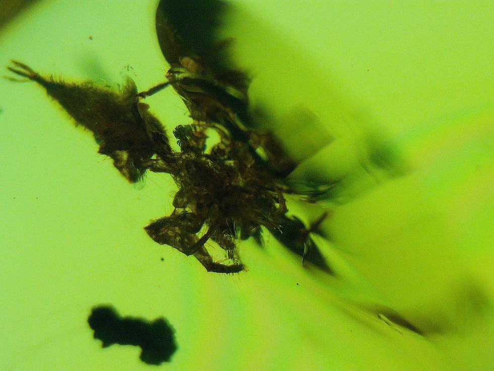 Thumbnail: Dominican Amber with leaf and spider under microscope