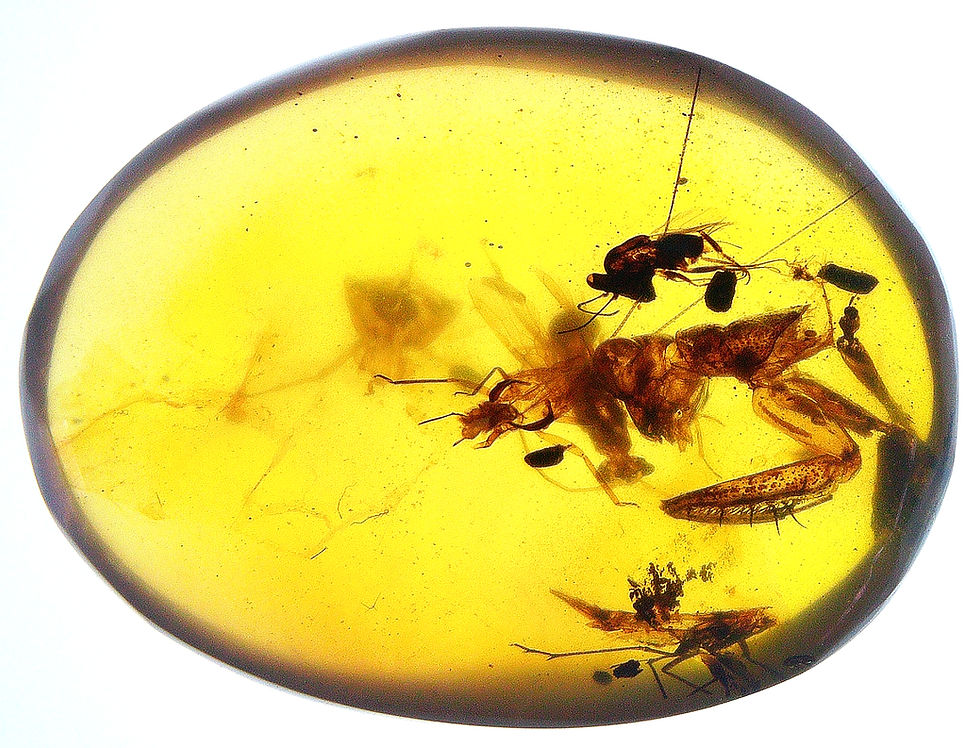 Thumbnail: Burmese amber with Praying Mantis over light board