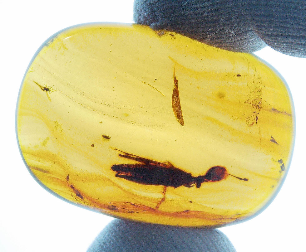 Thumbnail: Burmese amber with unidentified insect held by two fingers