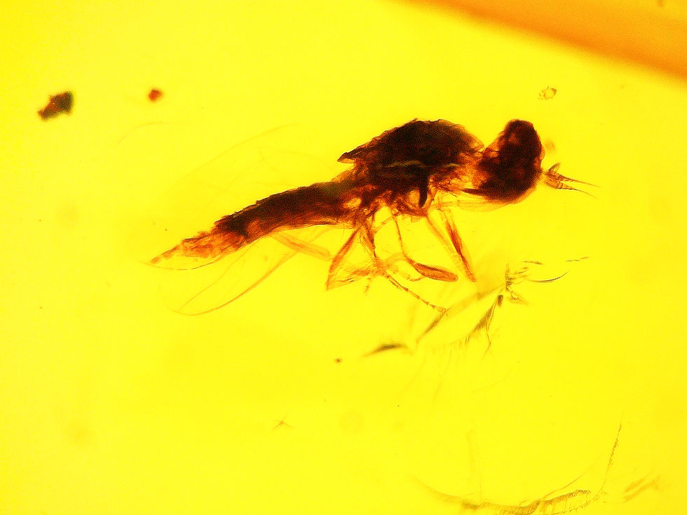 Burmese amber with crane fly inclusion under a microscope