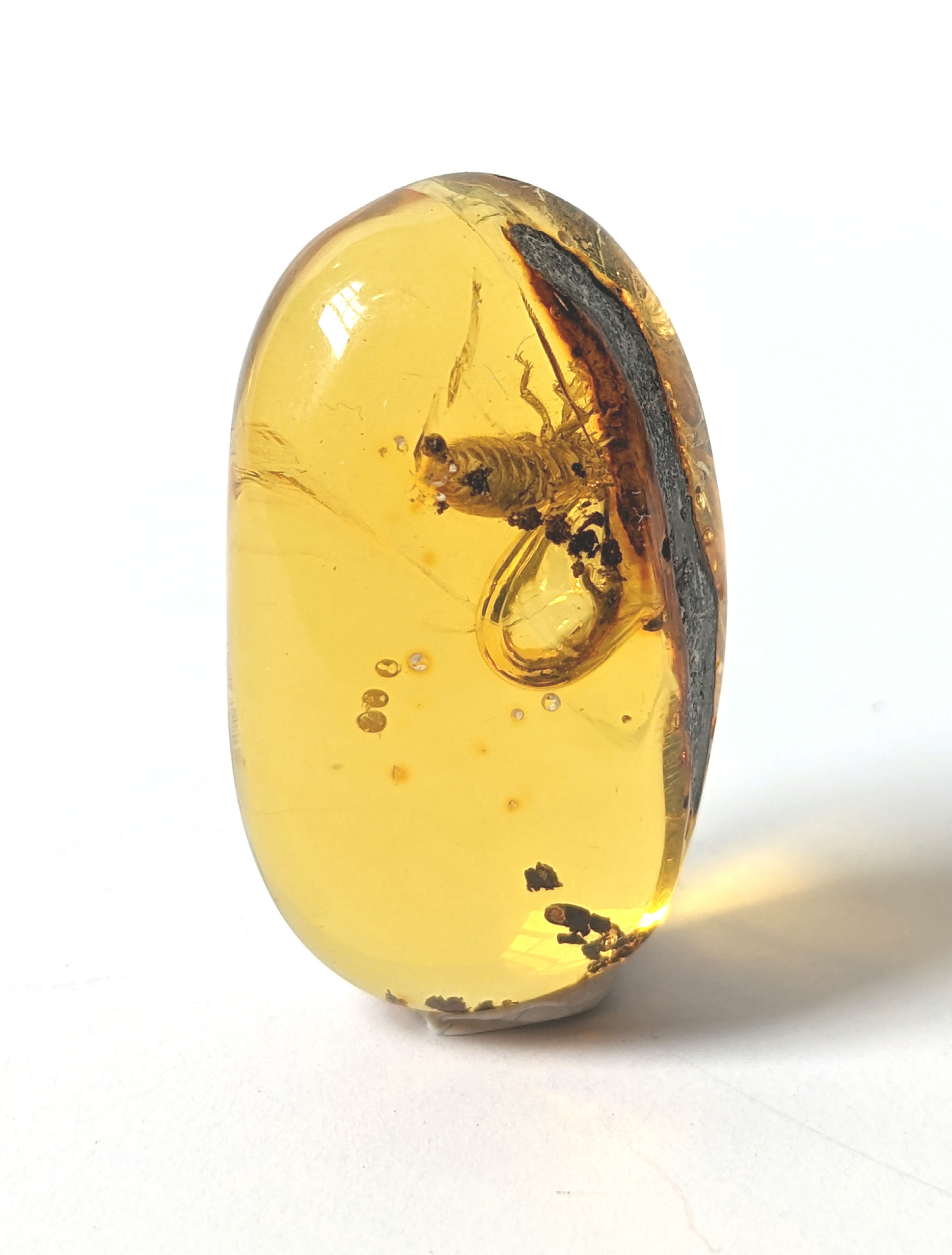 Amber with insect inside, Termite in amber, clear insect inclusion in amber