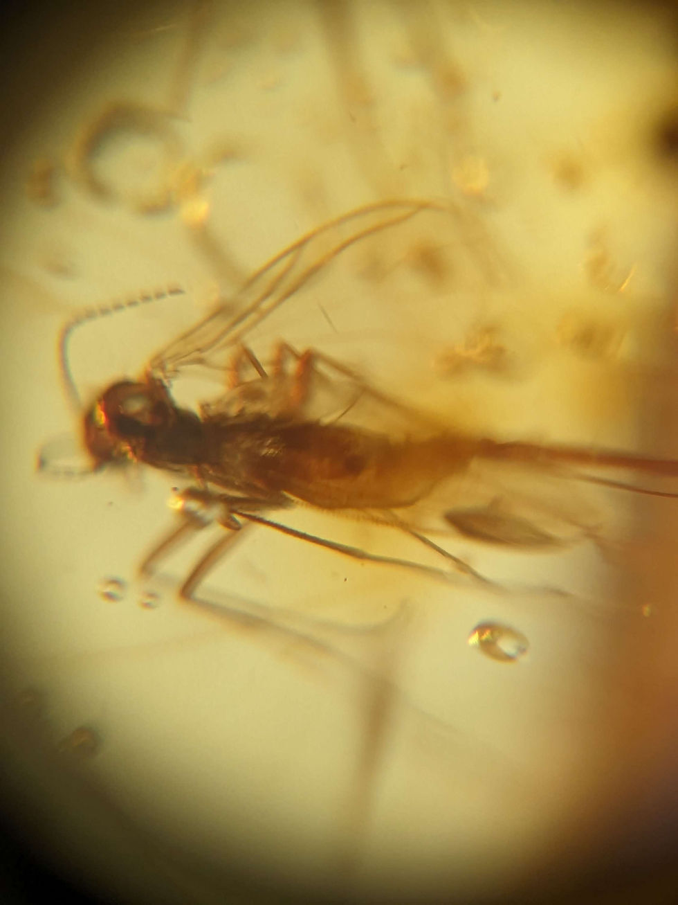 Thumbnail: Amber with Insects #530 Wasp and Insect