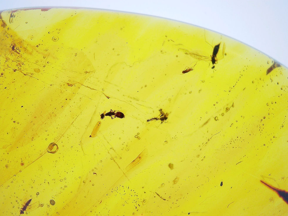 Thumbnail: Burmese amber with wasp under microscope