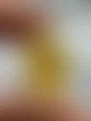 A Unknown Insect inclusion in Burmese Amber 