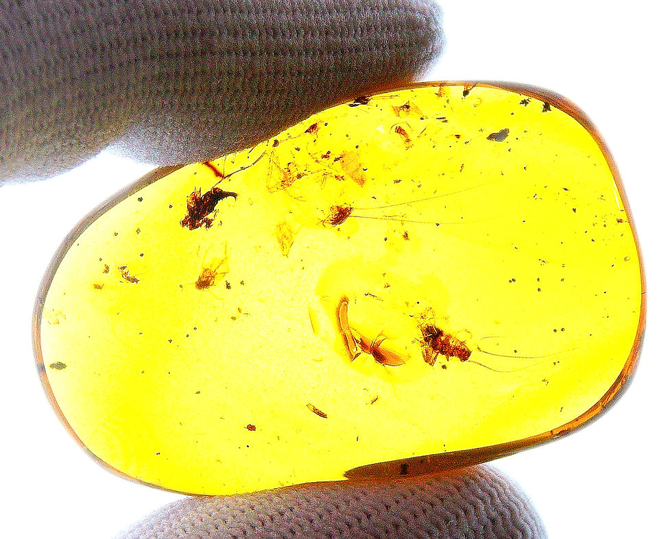 Thumbnail: Burmese amber with cockroach inclusion held between two fingers