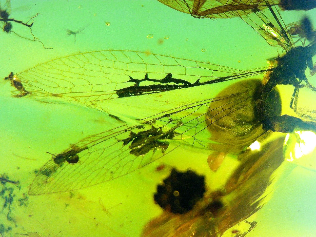  fly in amber
