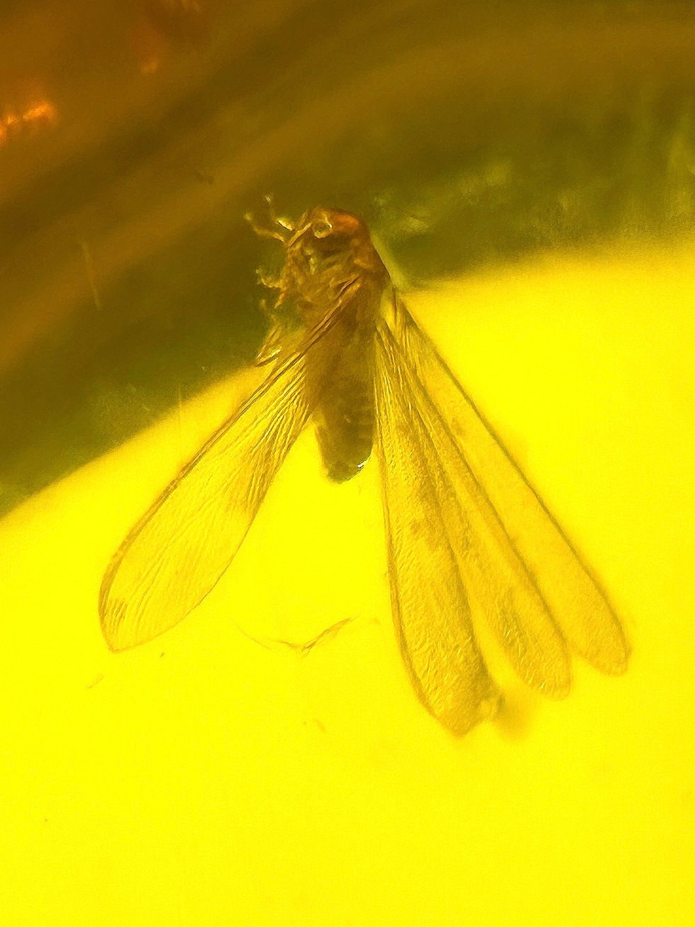 Thumbnail: Buy Amber with insects • #677 termite in Dominican Amber.