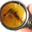 Thumbnail: Amber with Insects • #596 Partially decomposed Fly.