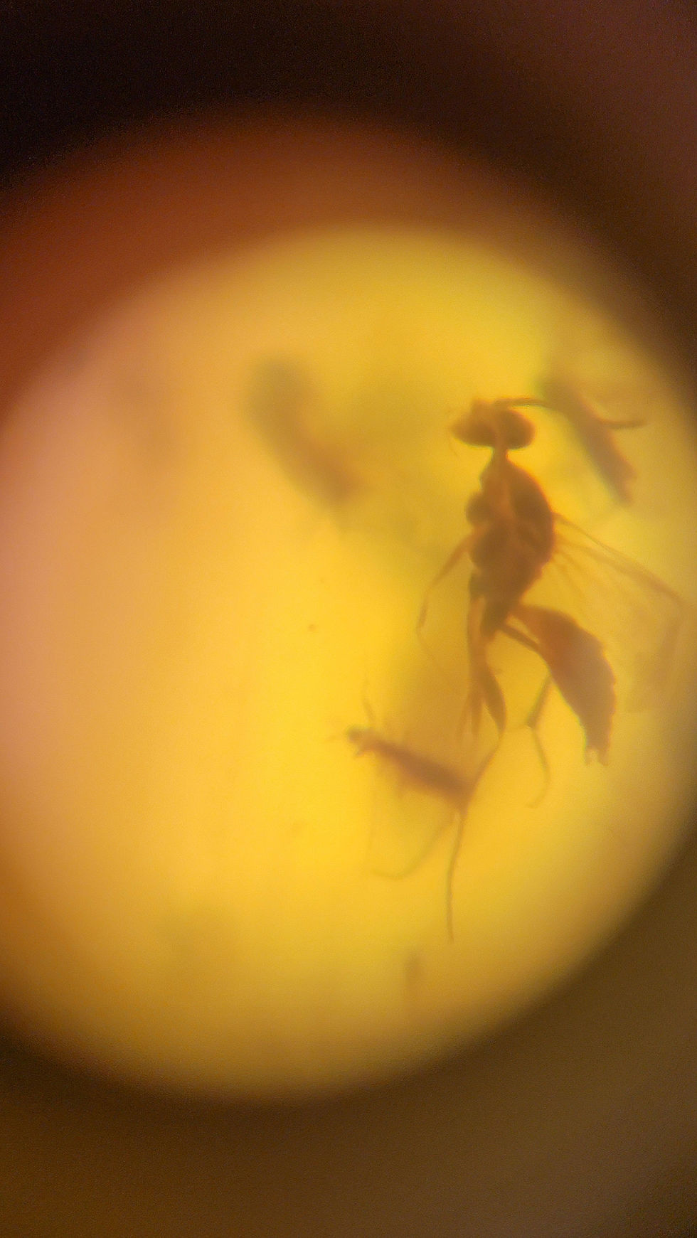 Thumbnail: Myanmar amber with bugs inside under a 60x microscope