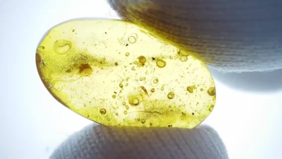 Thumbnail: Burmese enhydro and wasp held by two fingers