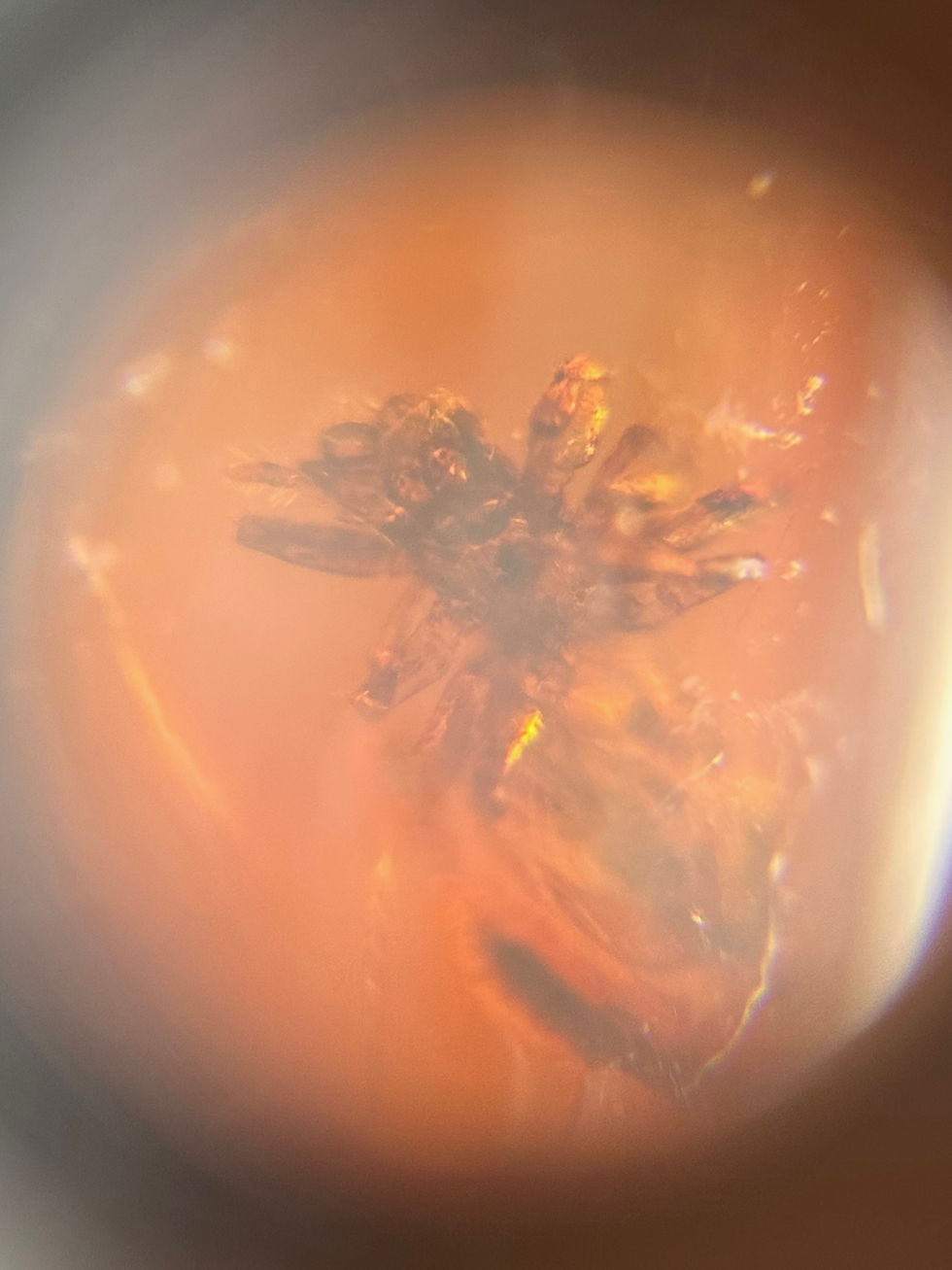 Thumbnail: Amber with insects #713 • Dominican amber with Spider inclusion