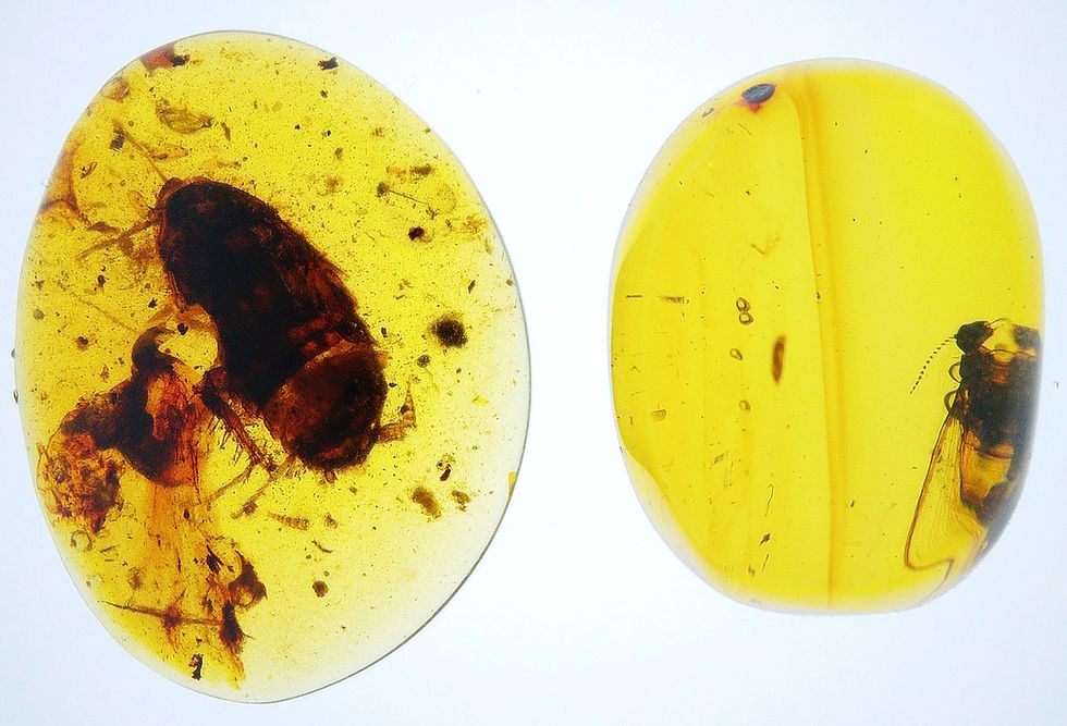 Thumbnail: Burmese amber with termite and roach over light board