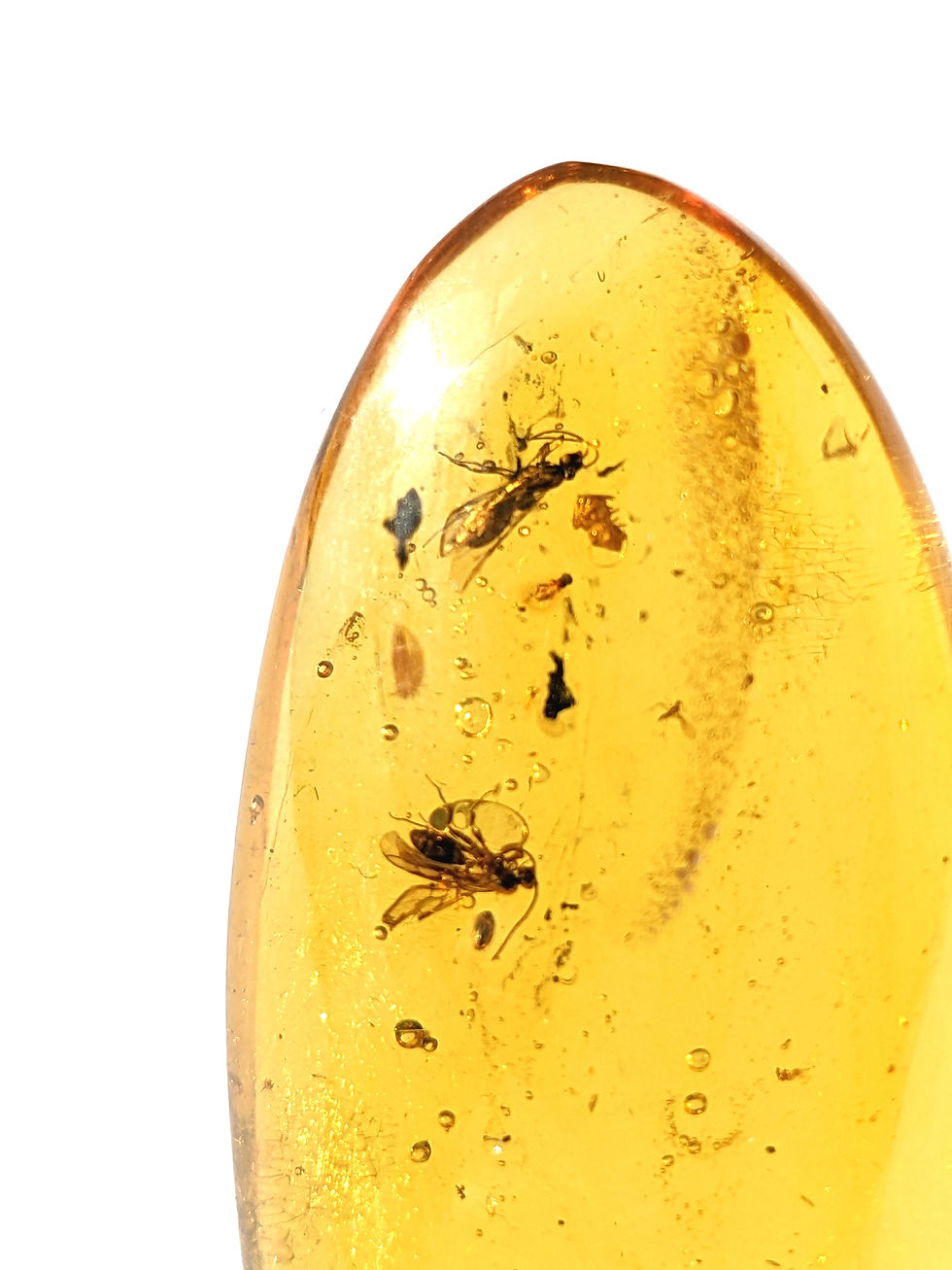 Thumbnail: Insects In Amber #170 • Two Clear Wasps