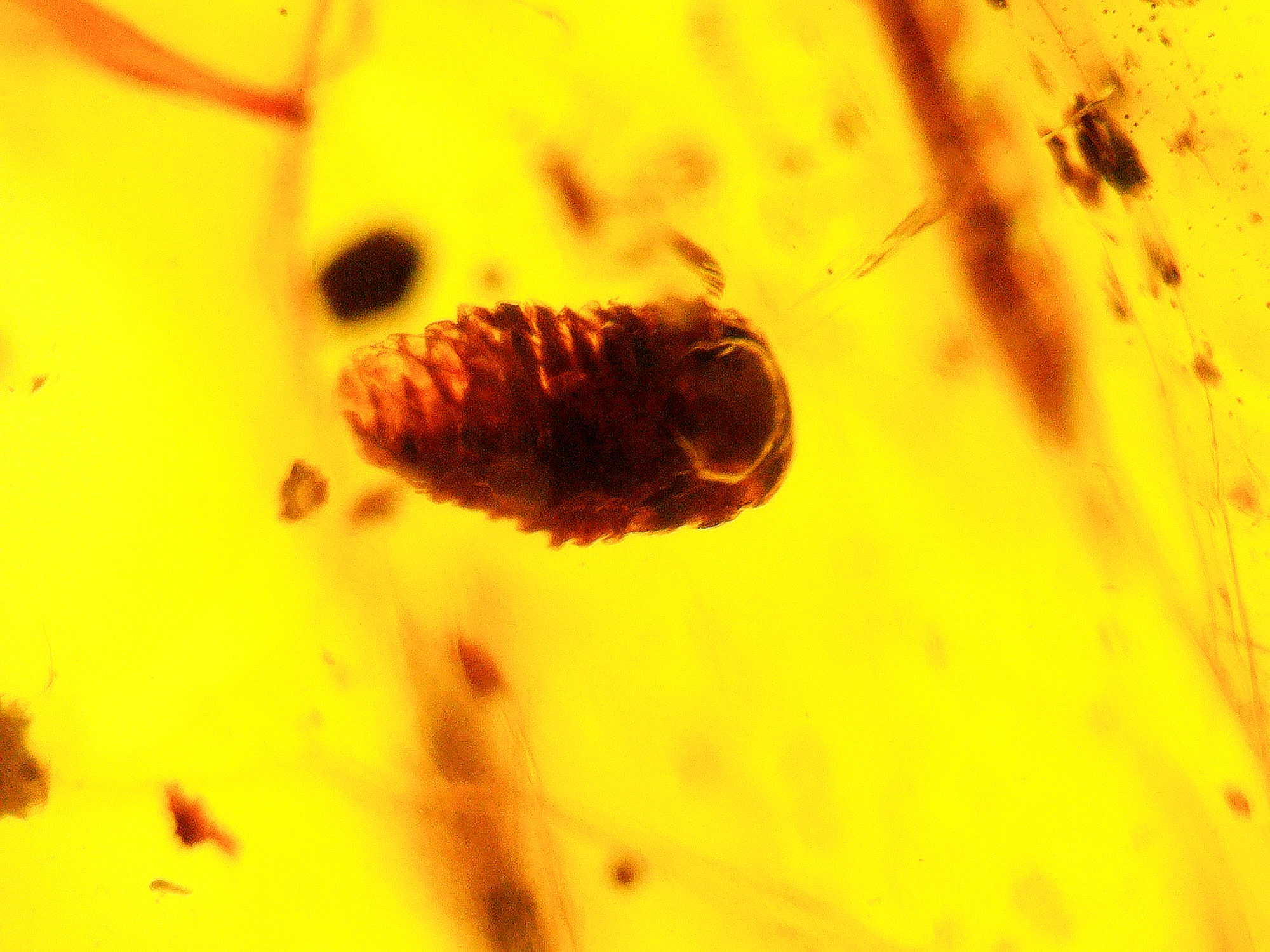 Burmese Amber with botanical inclusion under a microscope