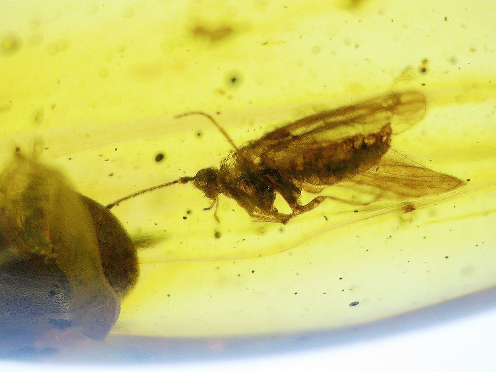 Burmese amber 2 piece moth and beetle under microscope