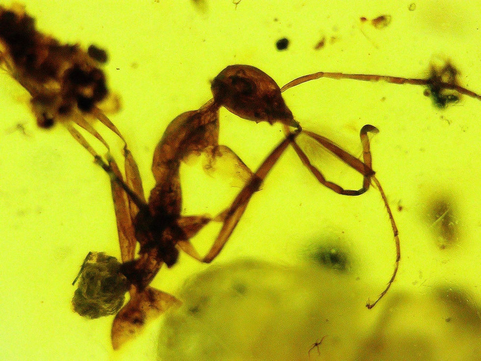 Burmese amber with ant under microscope