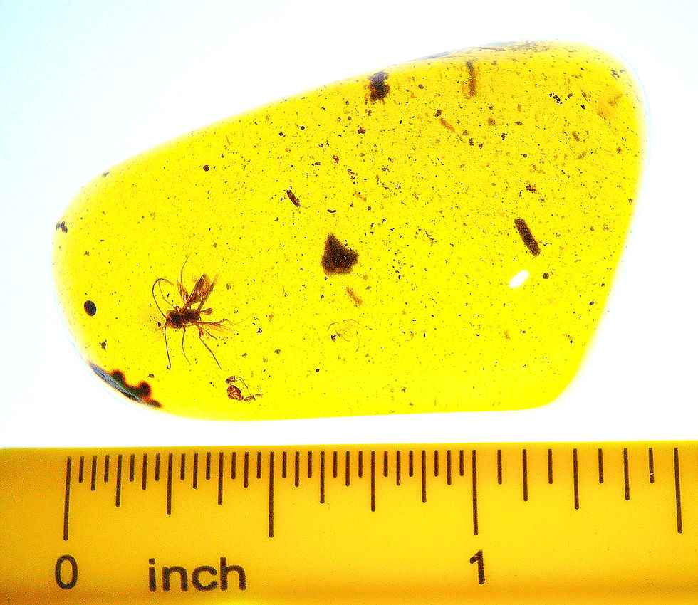 Thumbnail: Burmese amber with fly inclusion next to a ruler