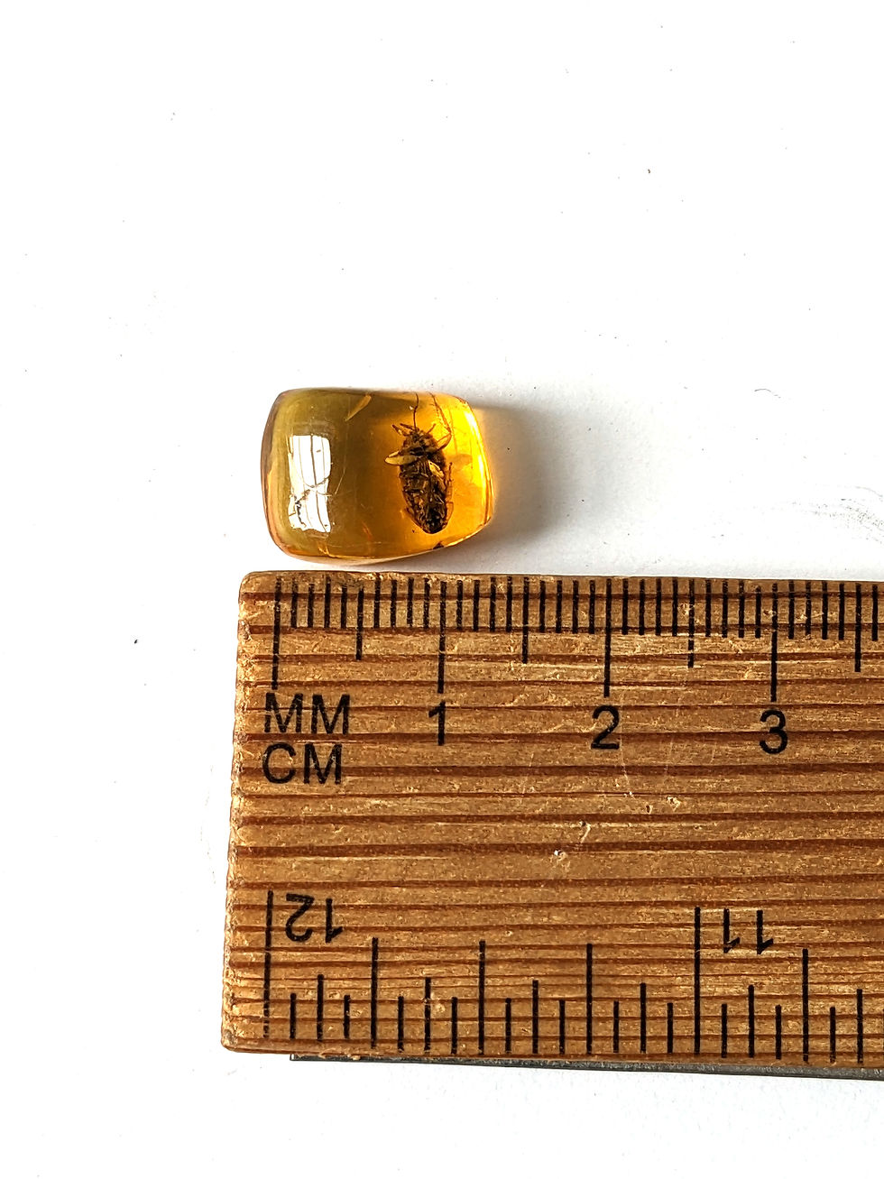 Thumbnail: Amber With Insects #353 • MUSEUM CLARITY ROACH