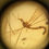Thumbnail: Amber With Insects #356 • Mosquito Hawk and Others
