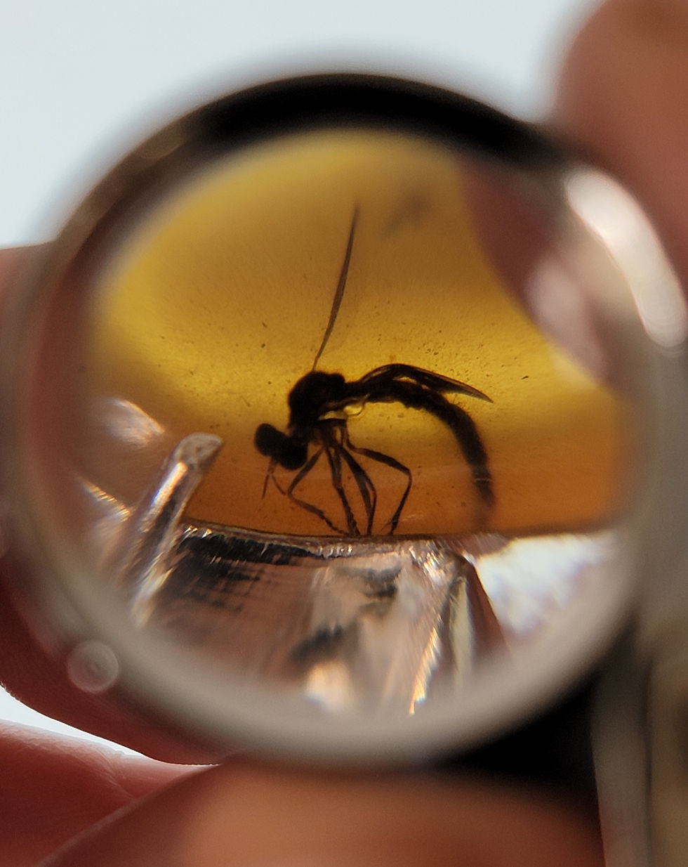 Robber fly in amber under 30x magnification
