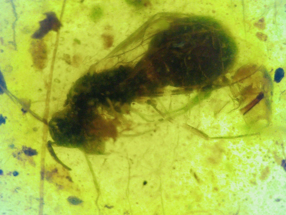 Burmese amber with wasp and beetle under microscope