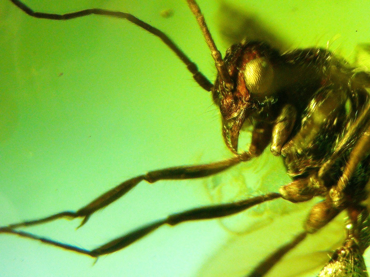 wasp mandibles in amber