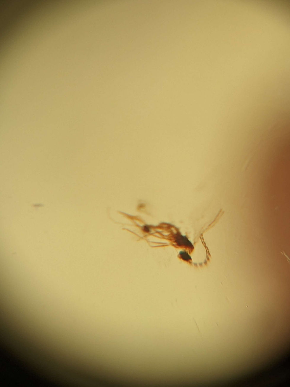 Thumbnail: Amber With Insects #346 • Clear Wasp 