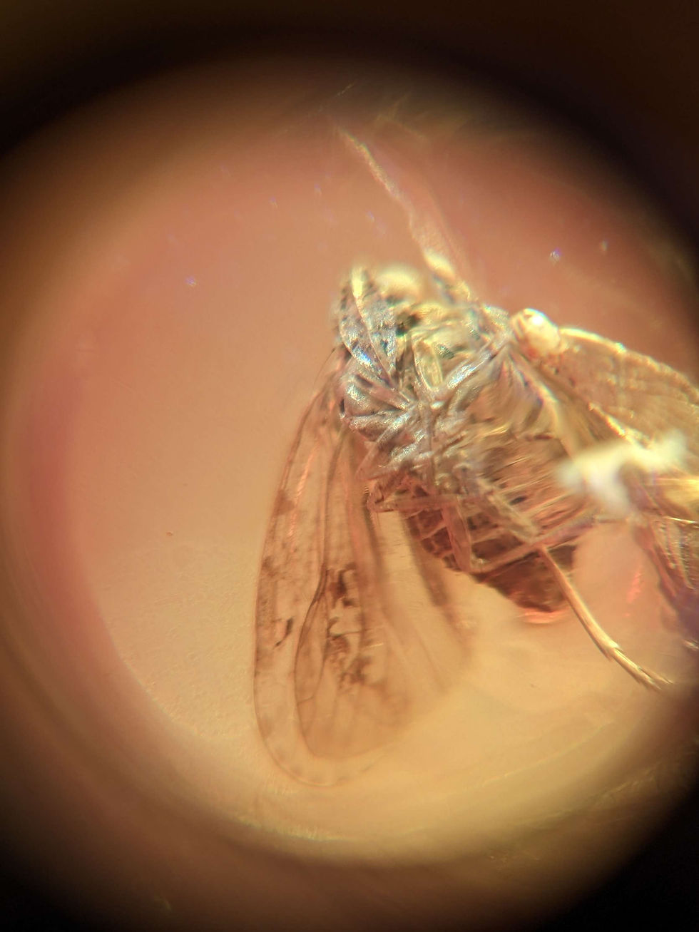 Thumbnail: Insects In Amber #193 • Mosquito, Beetle, Cockroach and Moth • Dominican Amber