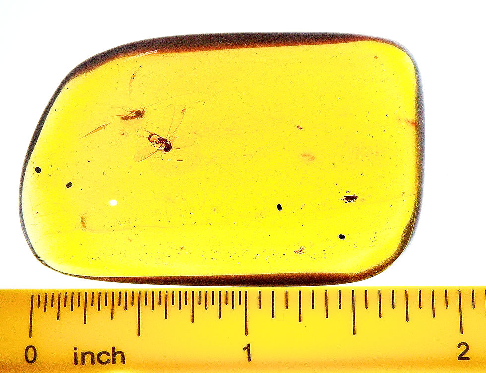 Thumbnail: Amber with insects #2186 • Burmese amber with parasitic wasp inclusion