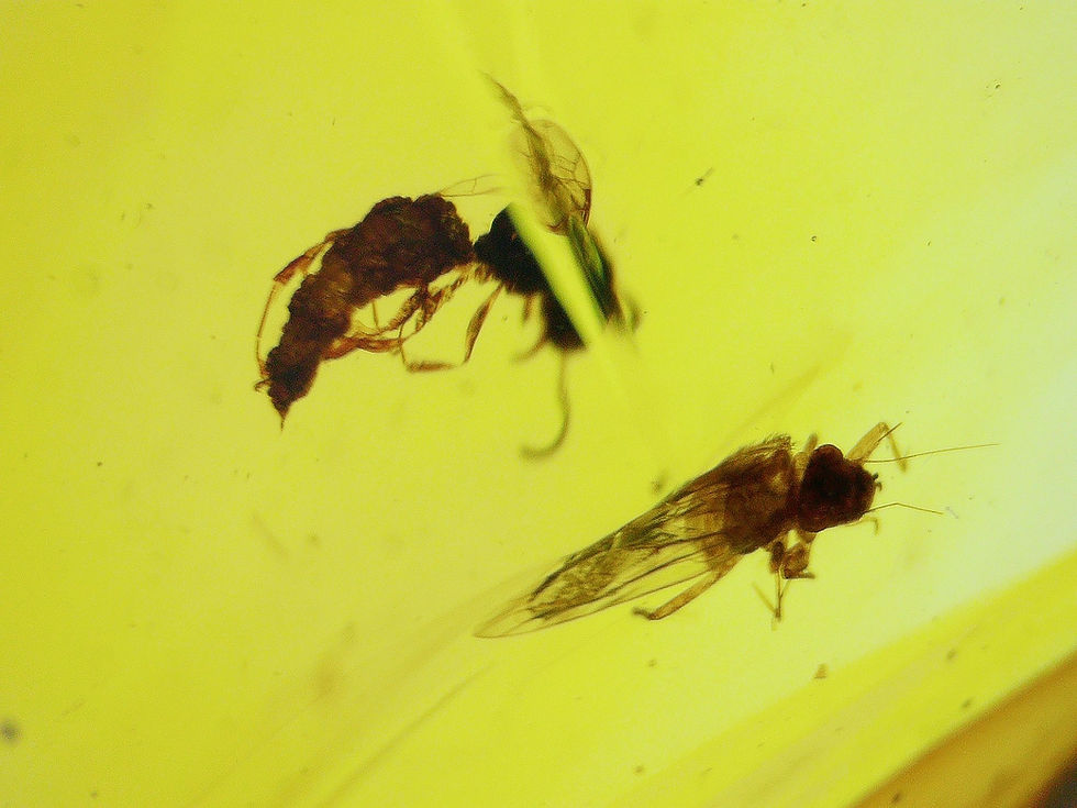 Burmese amber with wasps and fly under microscope