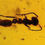 Thumbnail: Burmese amber with ant under microscope