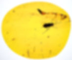 Dominican Amber with beetle over light board
