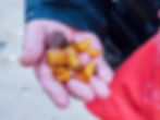 a mans hand holding raw Baltic amber