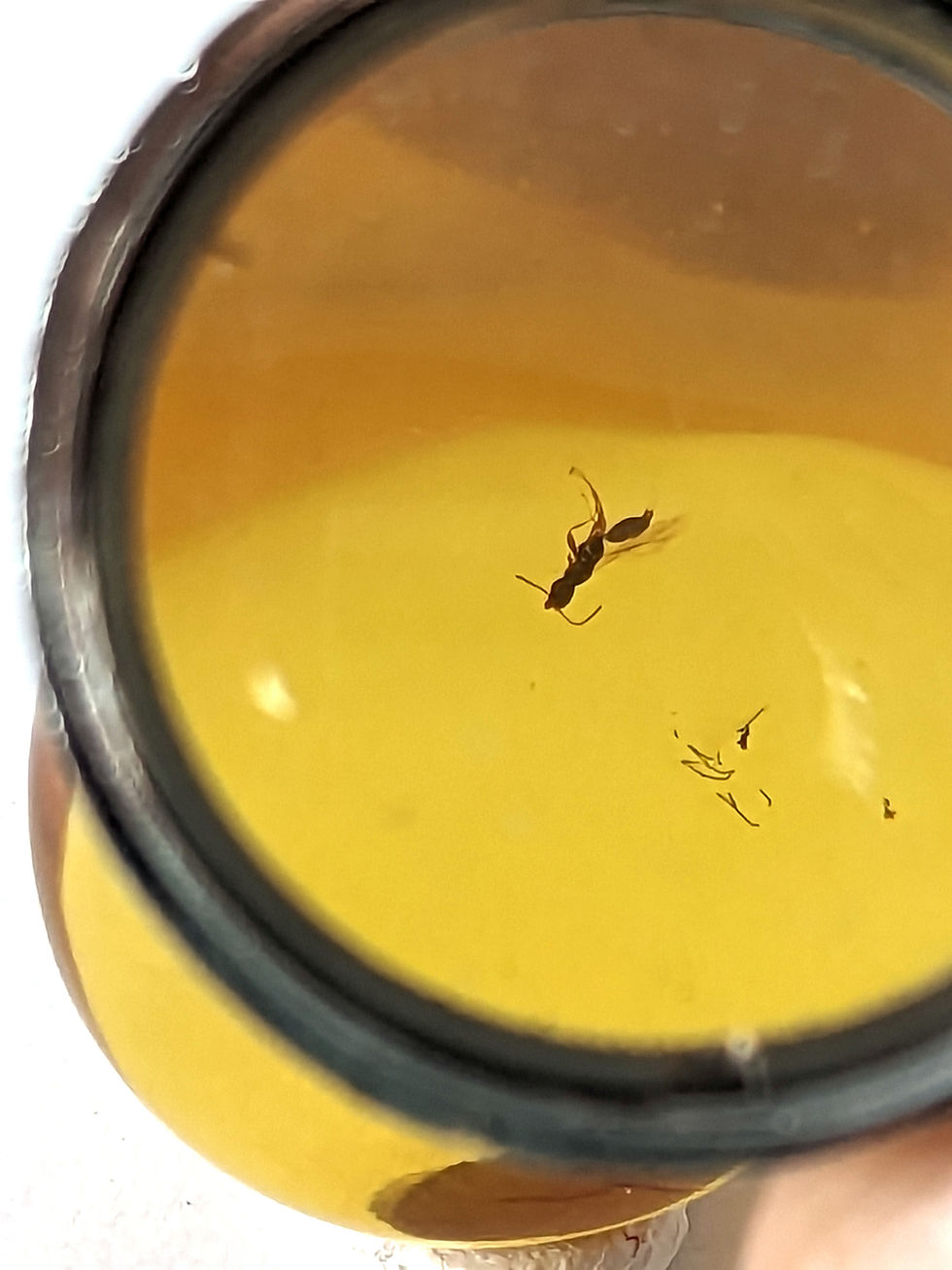 Thumbnail: Amber with Insects #422 • Grade A with Tiny Insects