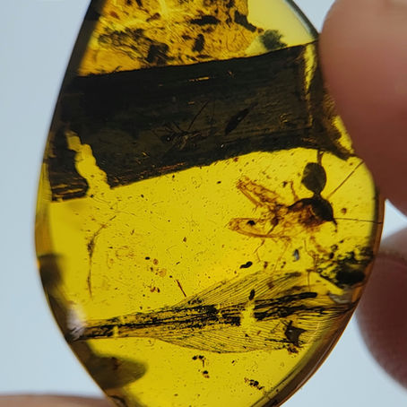 Amber encyclopedia entry #4: Feather in burmese amber
