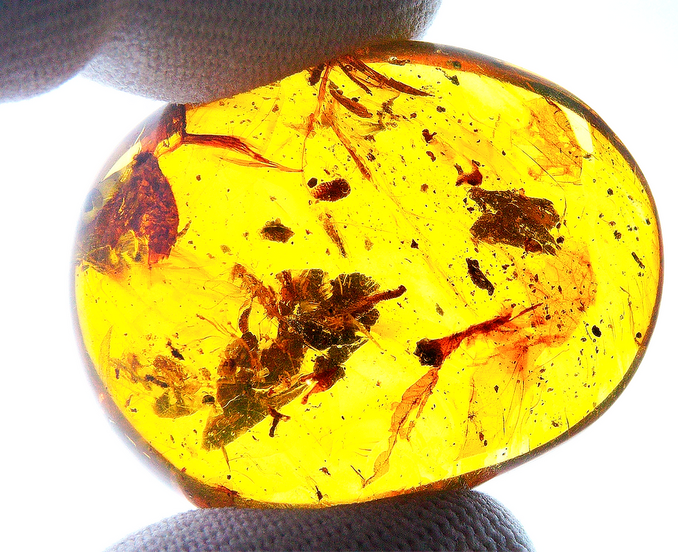 Thumbnail: Burmese Amber with botanical inclusion held between two fingers