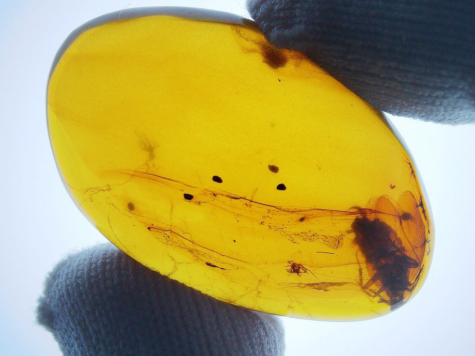 Thumbnail: Burmese Amber with cockroach held by tewo fingers