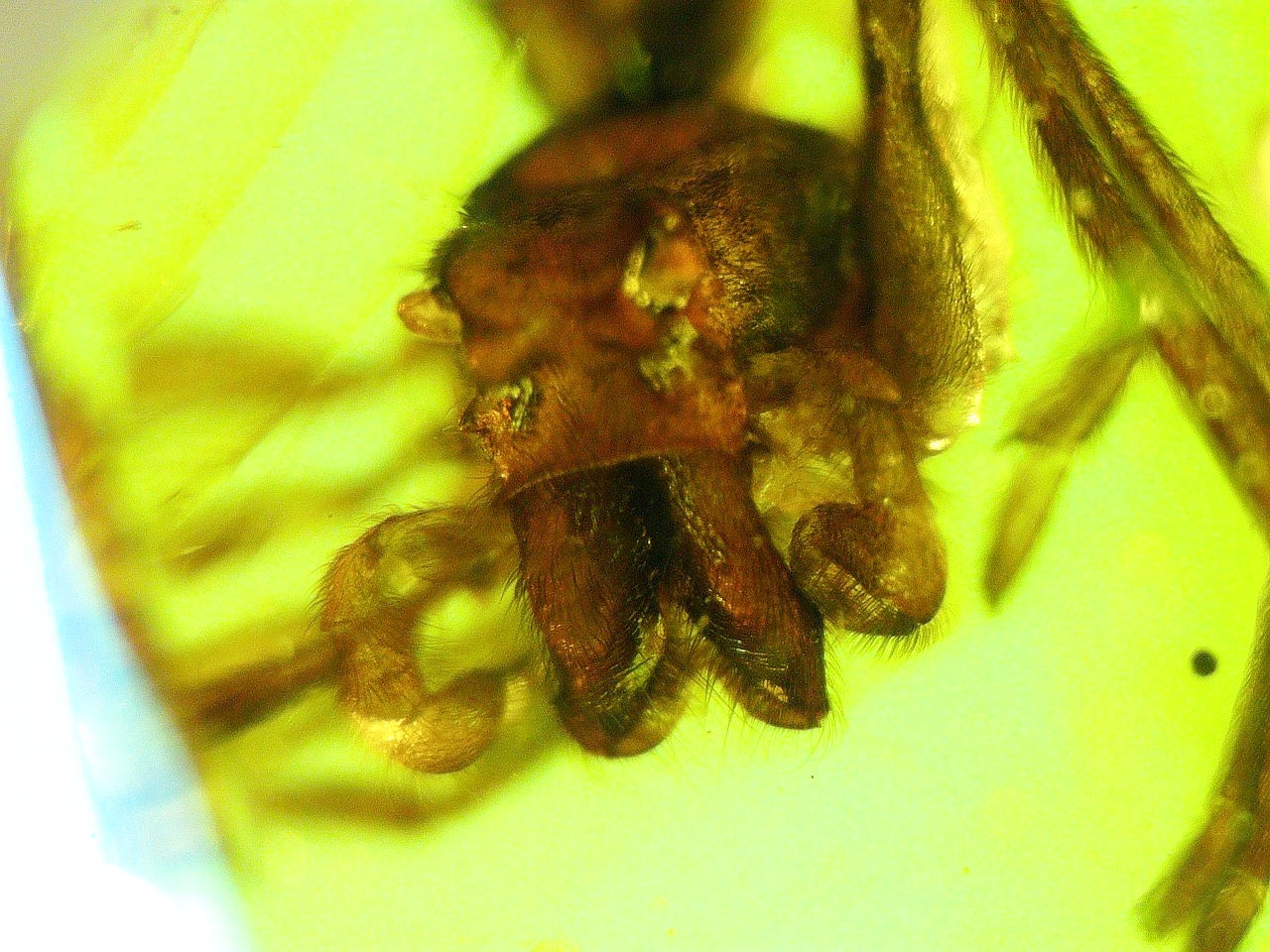 clear spider in amber