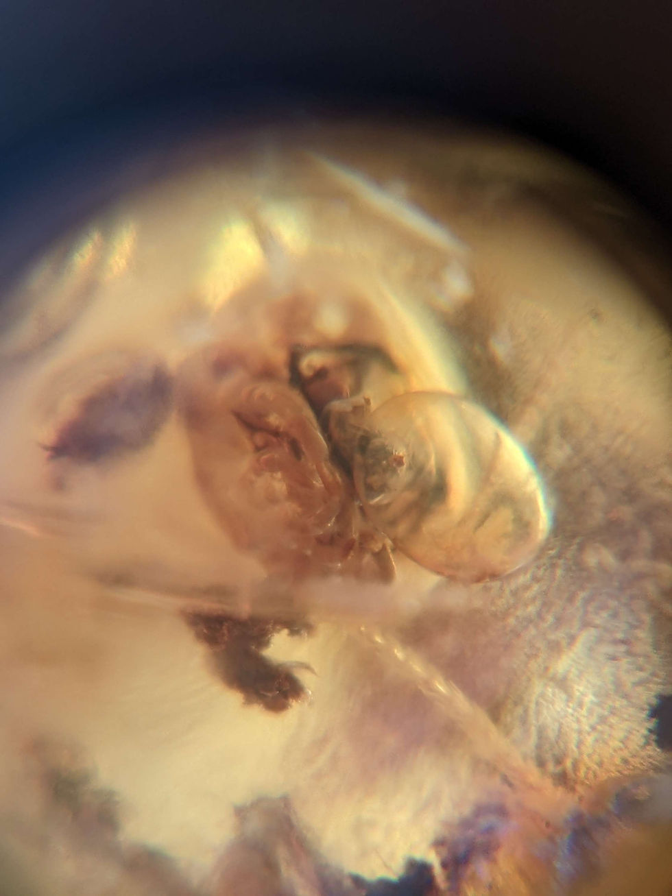 Thumbnail: Amber With Insects #142 • Large Methane Termite And Enhydros!