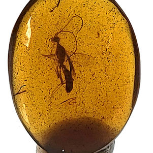 A Parasitic Wasp Frozen in Time: Burmese Amber with Cretaceous Insects