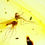 Thumbnail: Burmese Amber with mosquitoes inclusion under a microscope