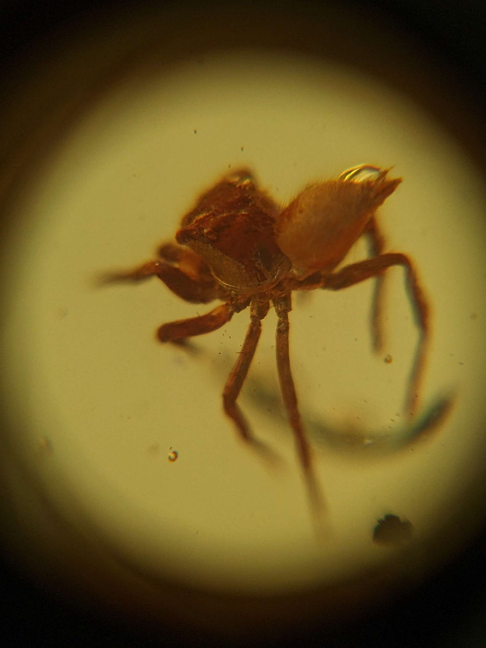 Thumbnail: Amber With Insects #237 • Clear Medium Spider And 4 Small Gnats