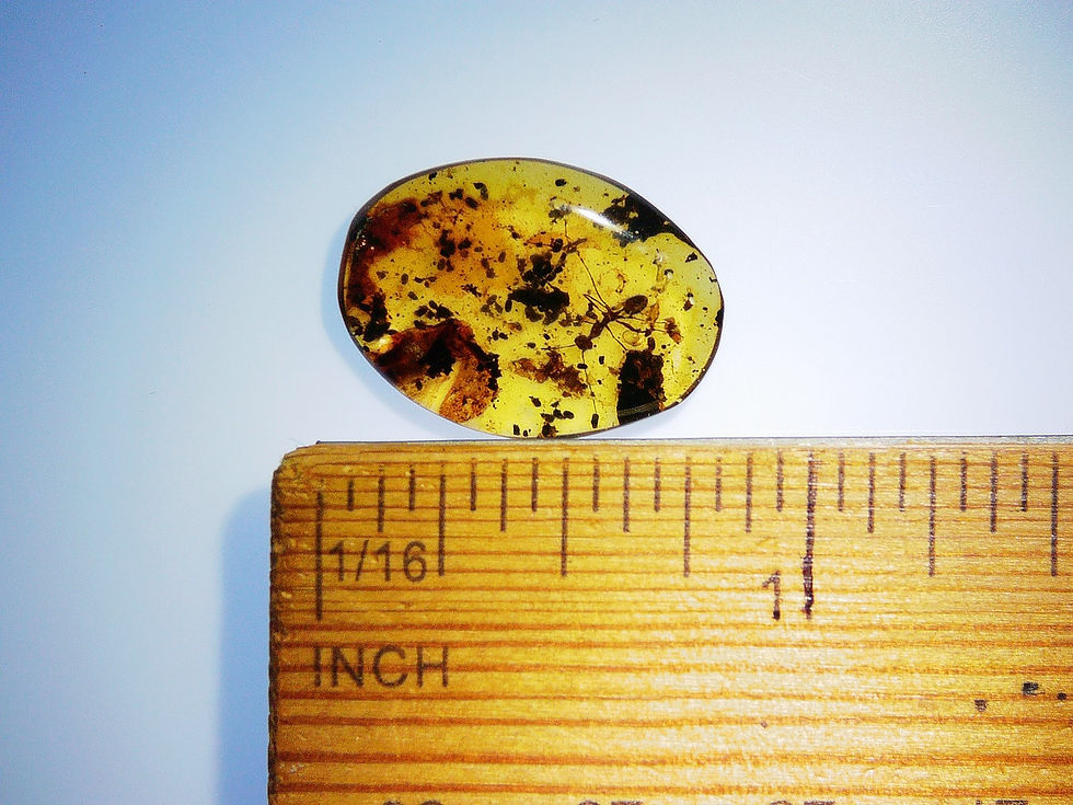 Thumbnail: Burmese amber with ant over ruler
