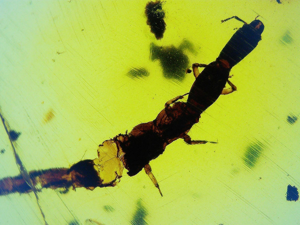 Thumbnail: Burmese amber with Larva under microscope