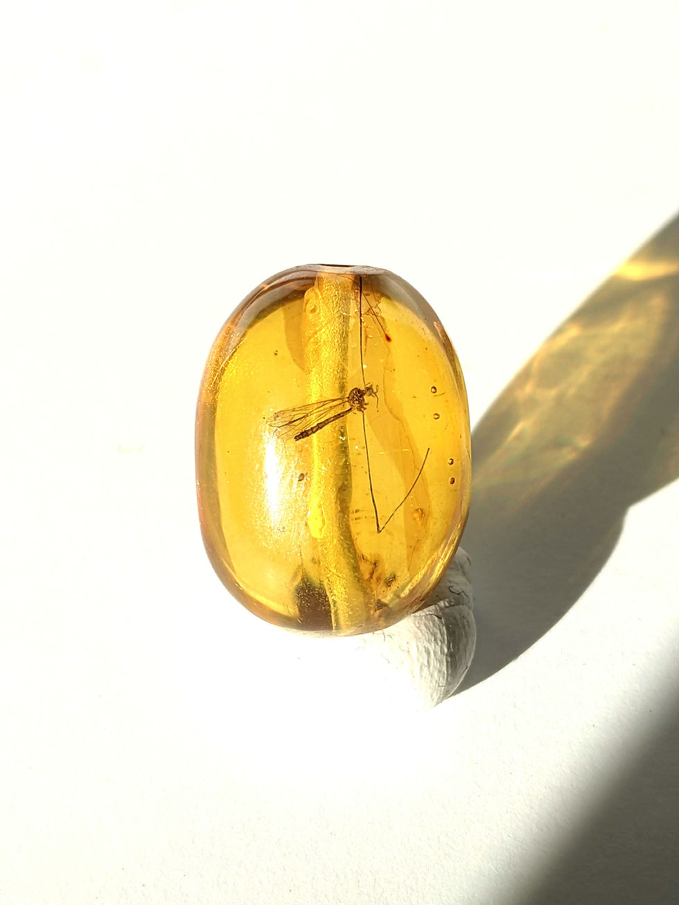 Thumbnail: Insect In Amber #157 • Immaculate Mosquito Hawk With Drill Hole