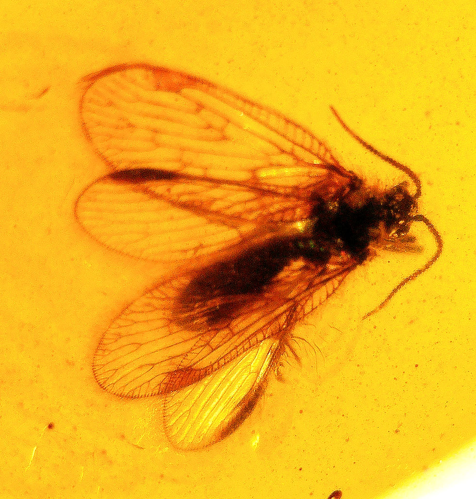 Burmese amber silver ring with mayfly  inclusion under  a microscope
