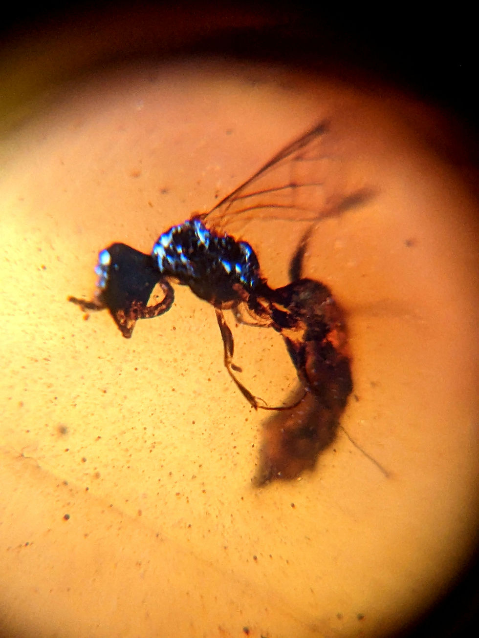 Thumbnail: Amber With Insects #317 • Wasp VERY CLEAR